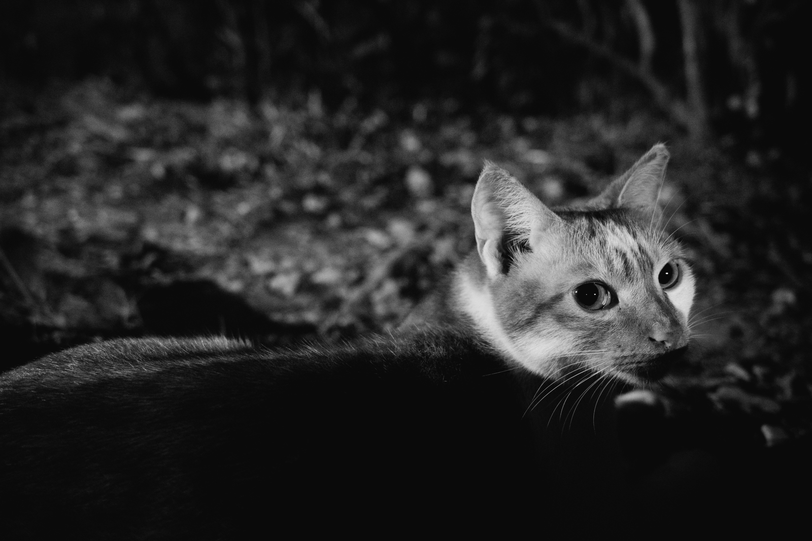 嘉義的櫥窗與生活 1