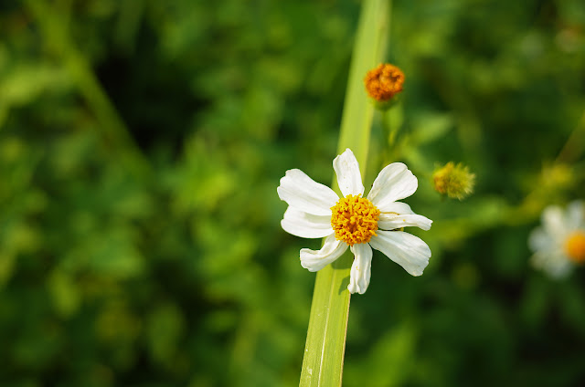 GR II 10公分微距實拍