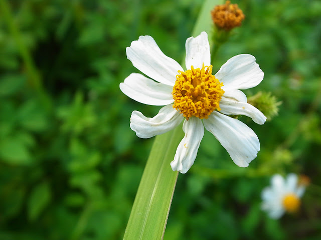 GRD III 1公分超微距實拍