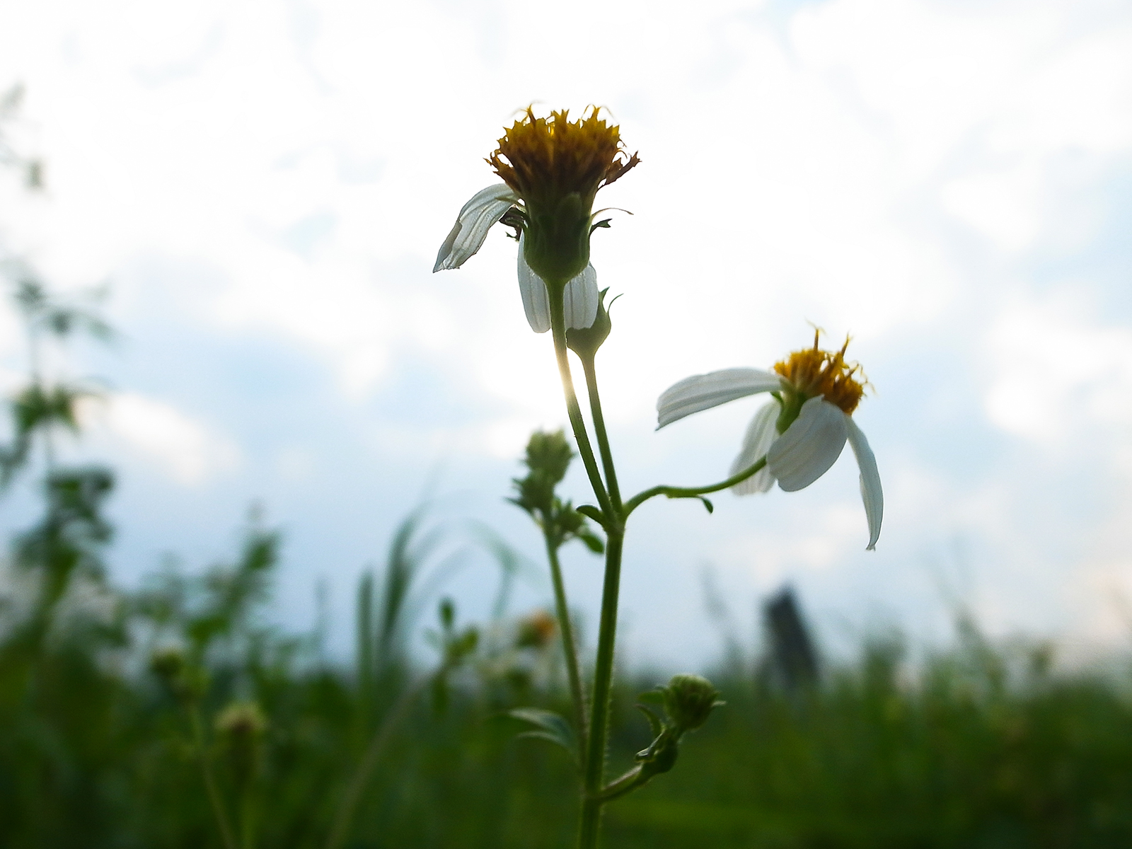 GRD III 近距離微距構圖