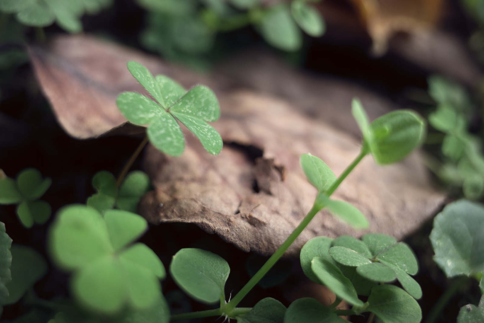 Classic Neg 濾鏡效果：日系風格人像街拍