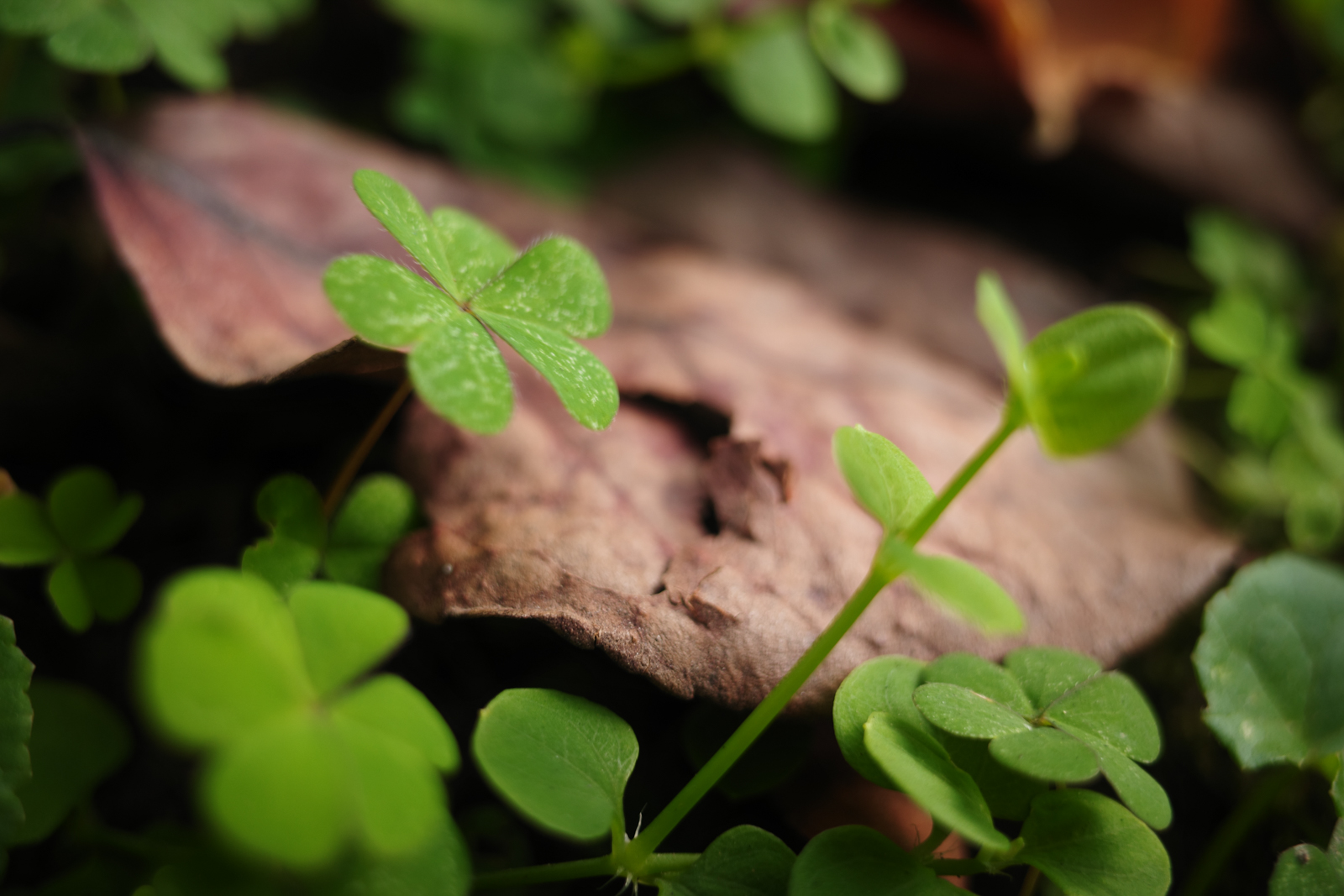 標準圖像：日系風格人像街拍