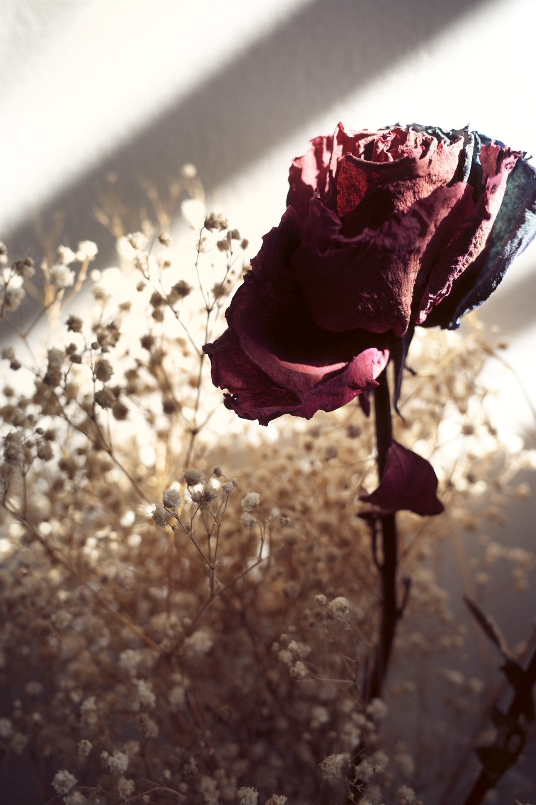 Classic Neg 濾鏡效果：室內植物與光影層次