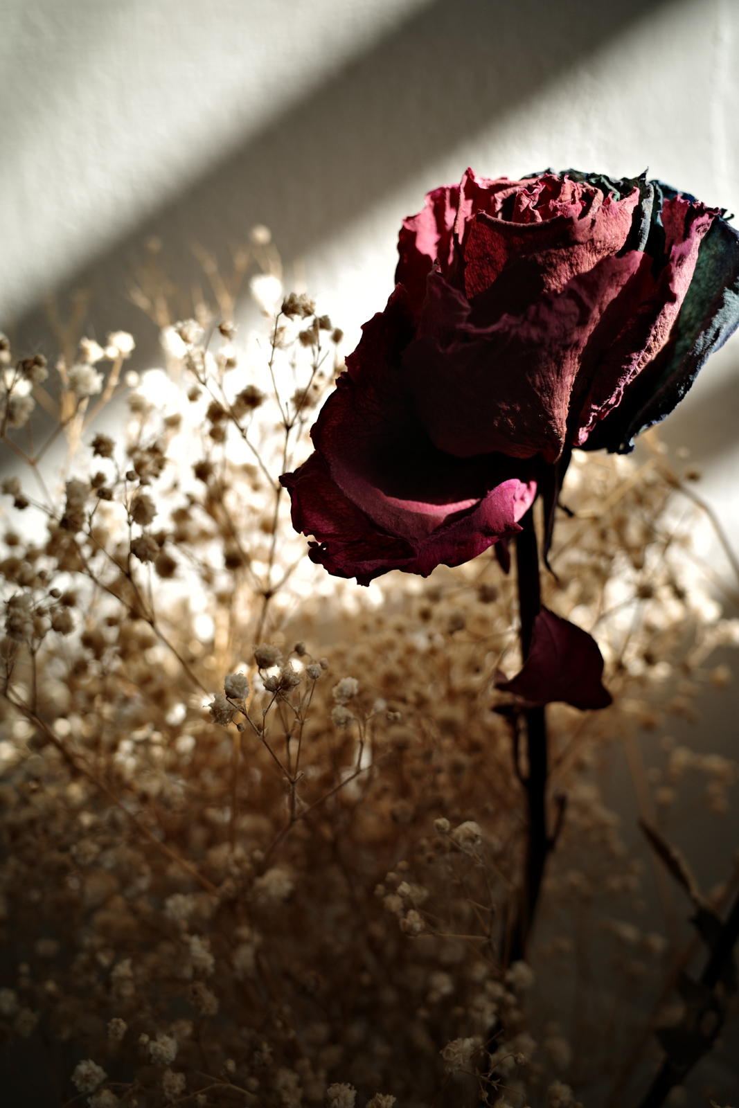 標準圖像：室內植物與光影層次