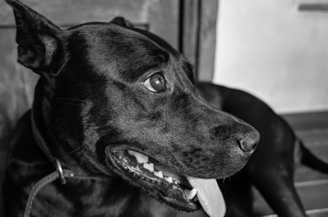 GR II 黑白濾鏡對比：一般黑白