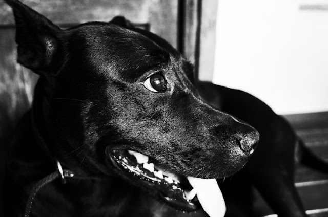 GR II 黑白濾鏡對比：高對比黑白