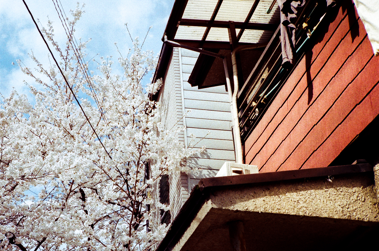 京都巷弄間的寧靜寺院與春日櫻花盛開之景