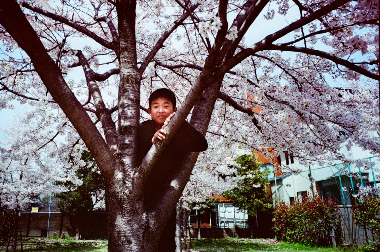 水火天滿宮旁的粉色垂櫻與櫻花樹下的可愛男孩