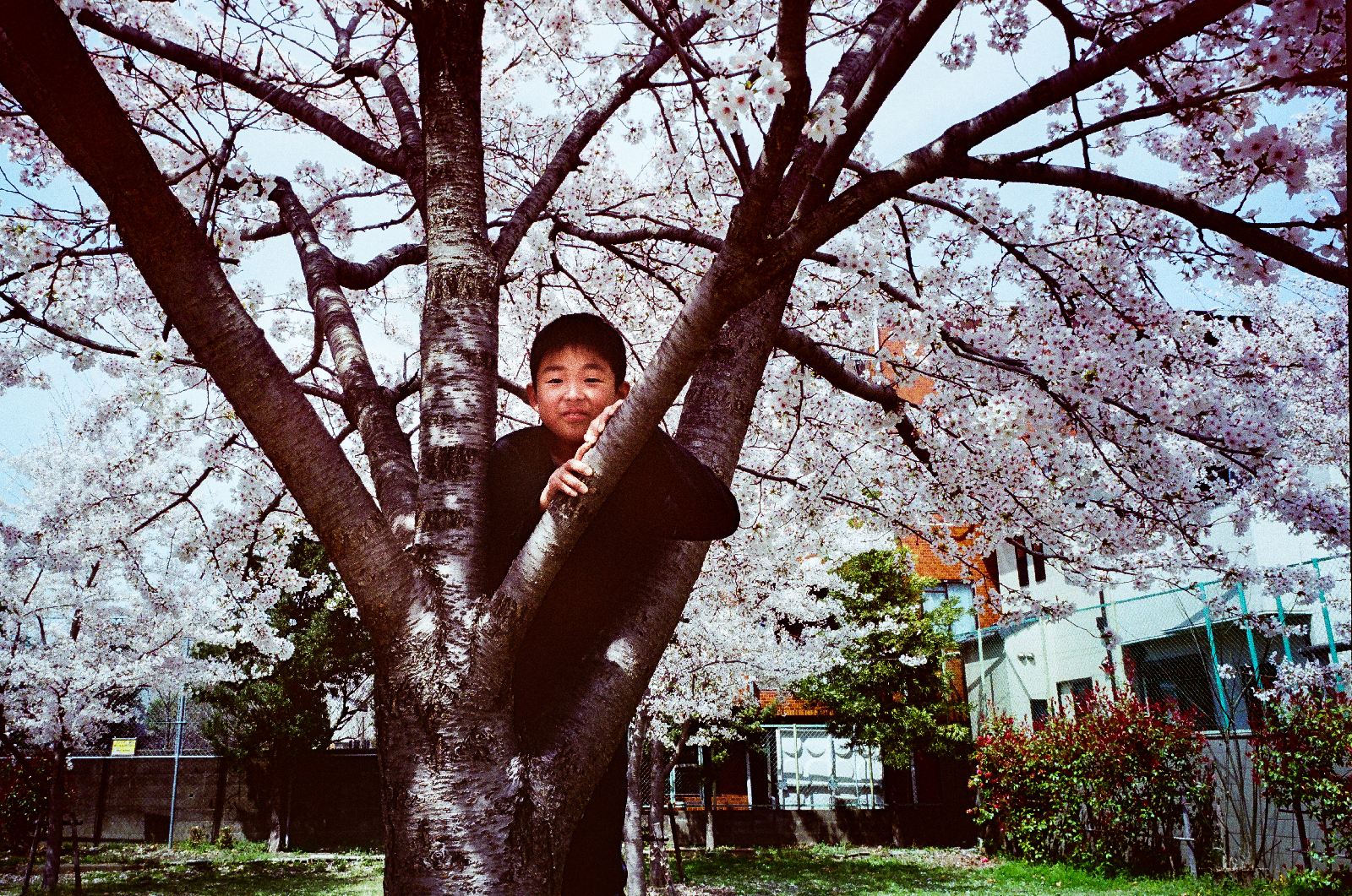 水火天滿宮旁的粉色垂櫻與櫻花樹下的可愛男孩