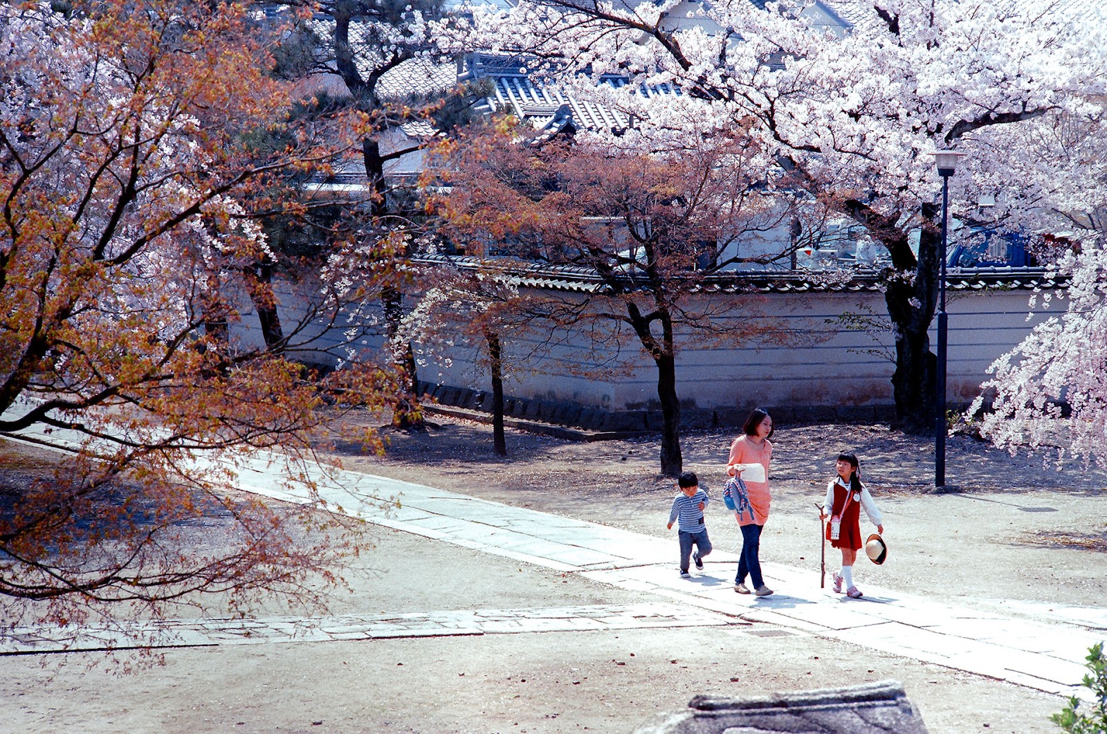 《默拍京都》底片攝影作品：櫻花與古都