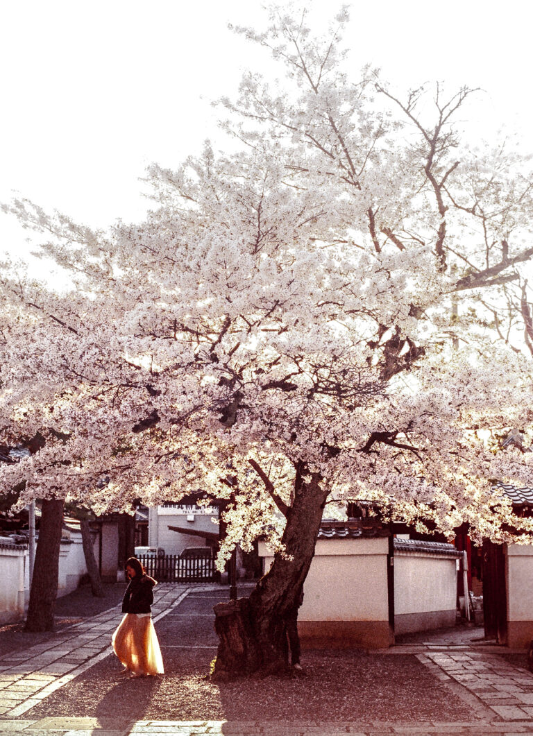 攝影師 mookio 鏡頭下的京都西陣櫻花,充滿寧靜與療癒力量