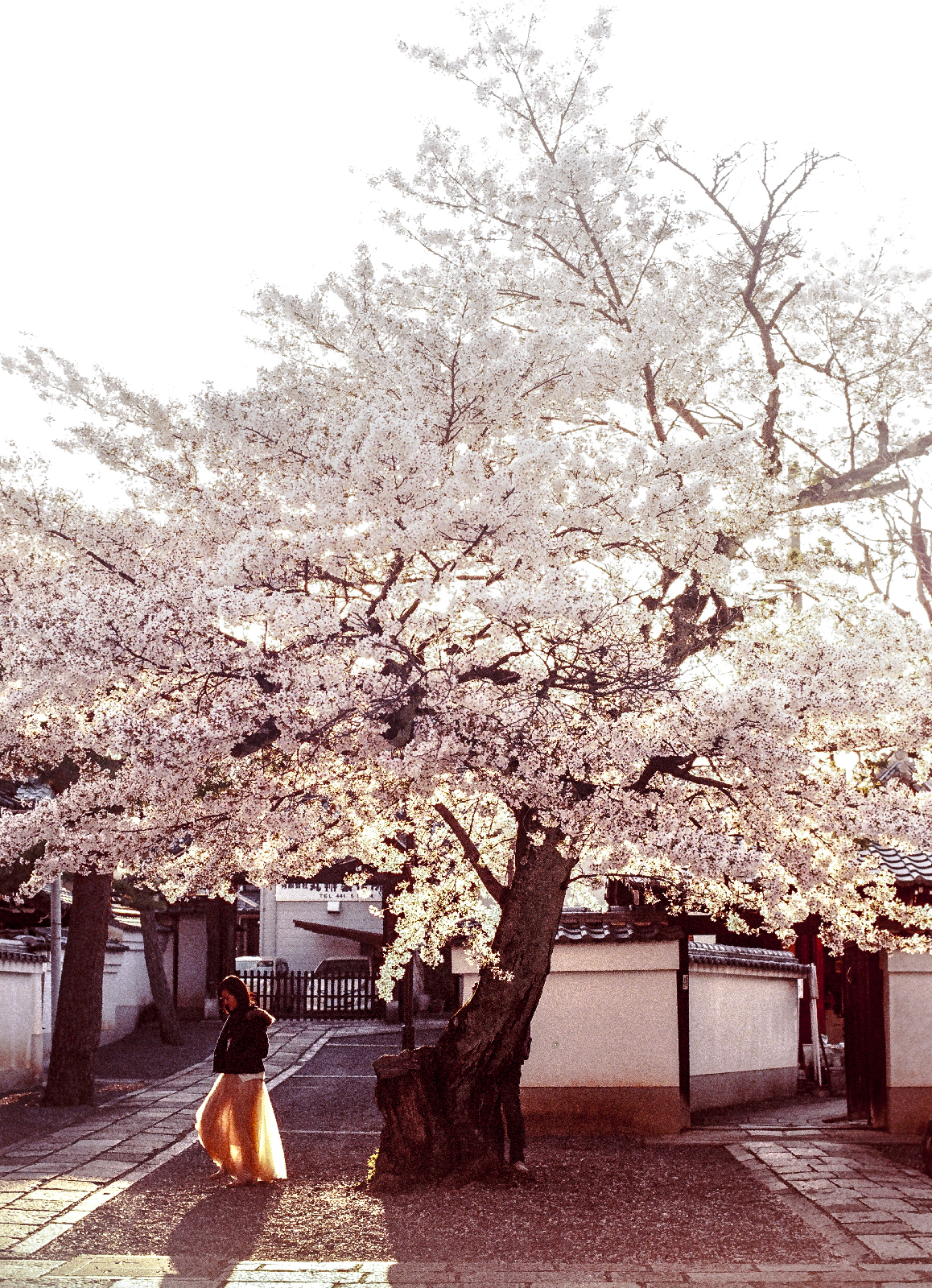 攝影師 mookio 鏡頭下的京都西陣櫻花,充滿寧靜與療癒力量