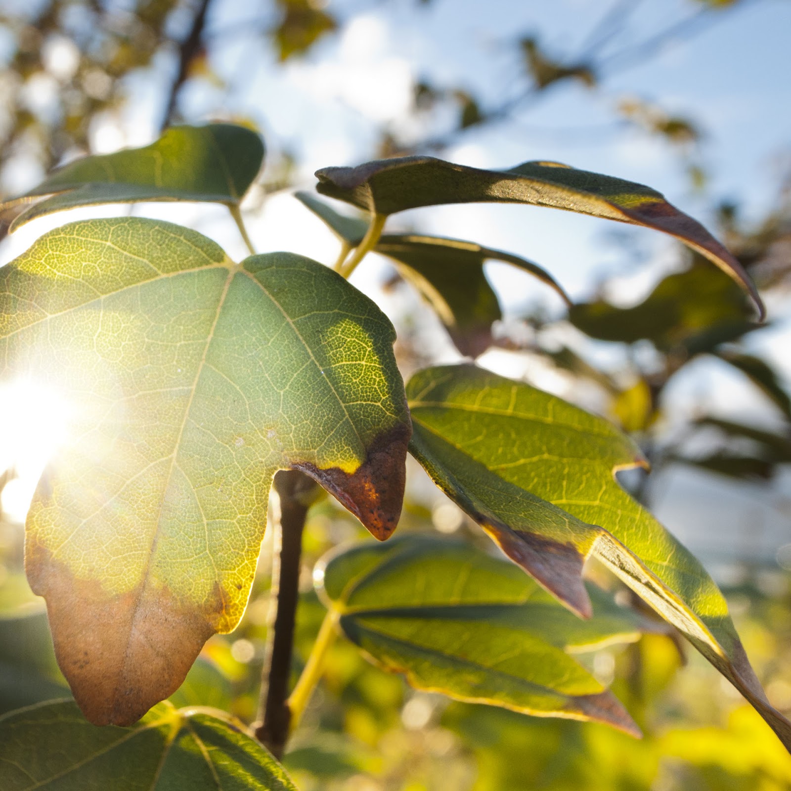 GRD 攝影作品：光影的細膩層次 4