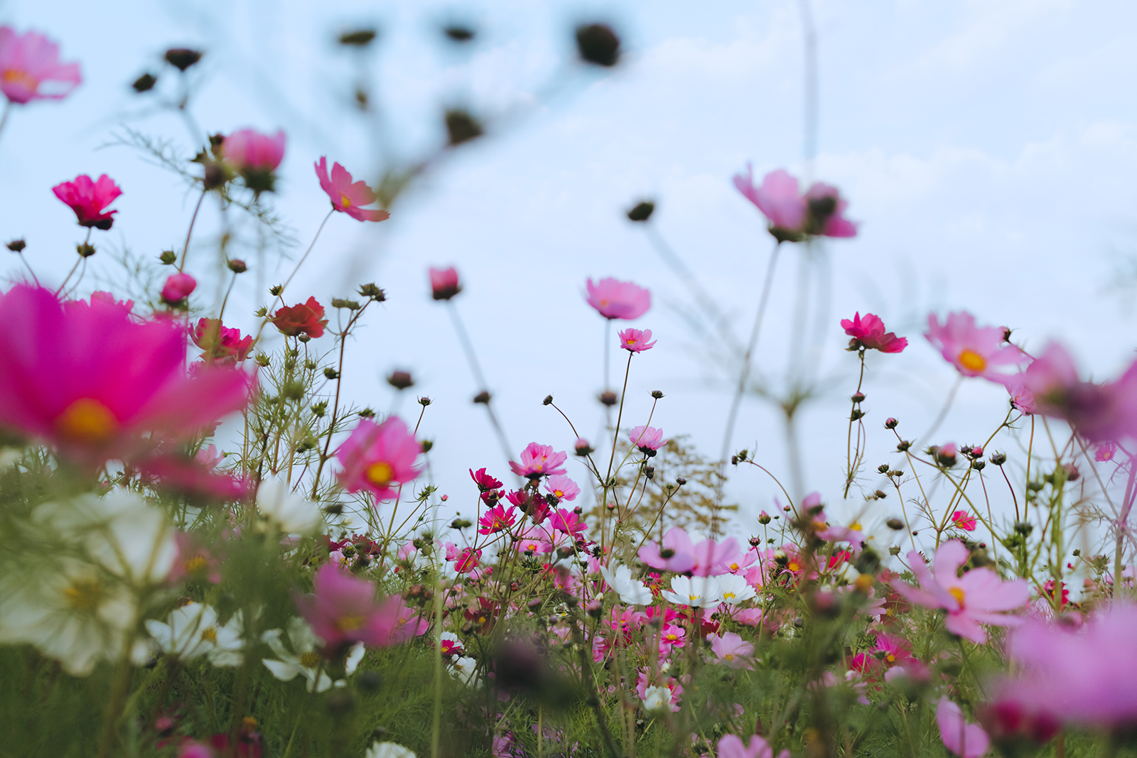 GR3 曝光與影調組合實拍示範：正常曝光與灰階細節