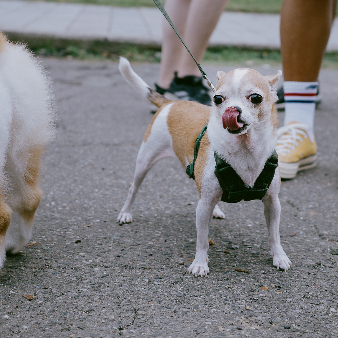 Ricoh GR3x 實拍：40mm 裁切為 1:1 比例的溫柔視覺