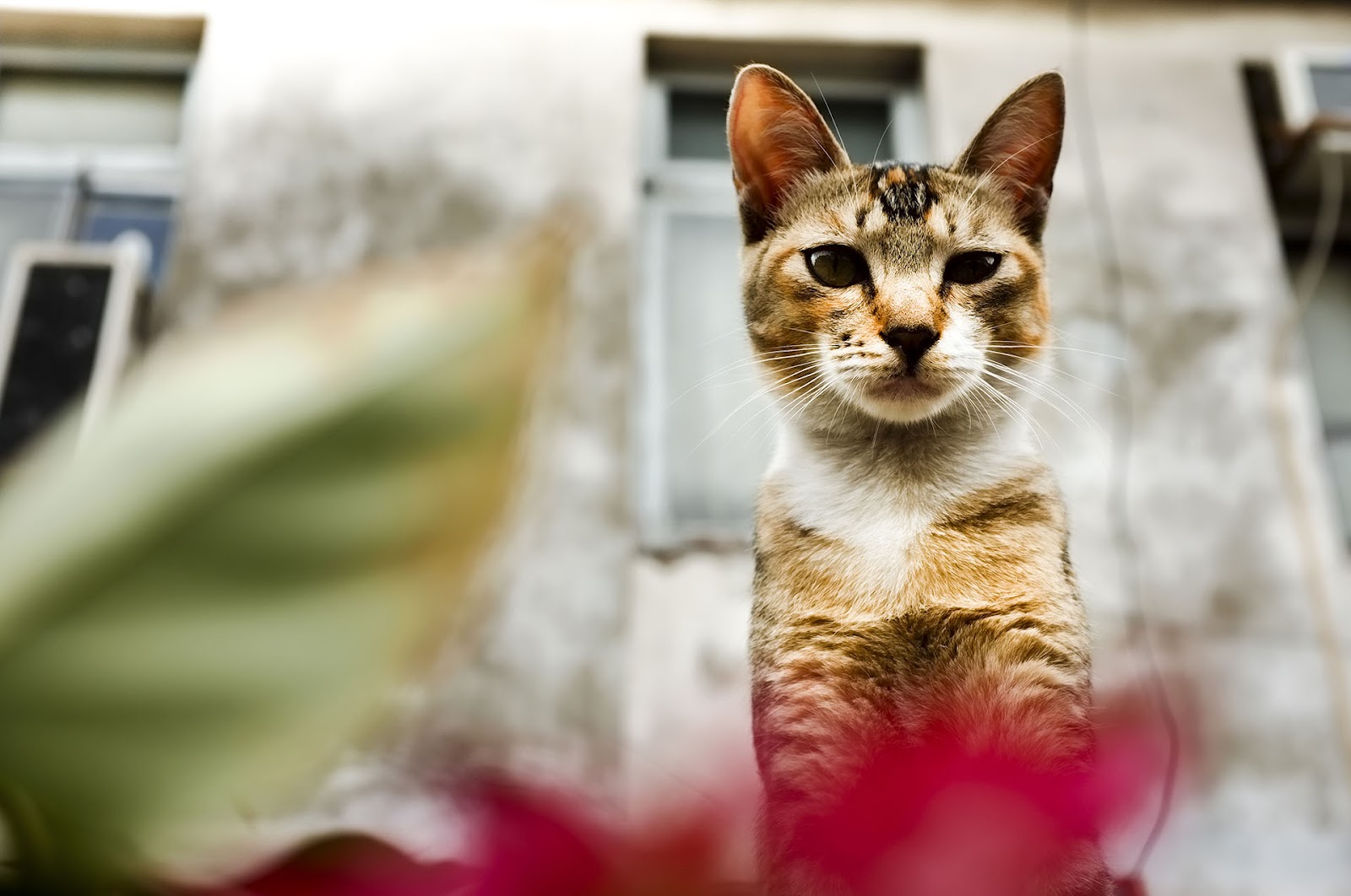 FUJIFILM X100 實拍作品：慢拍的觀察