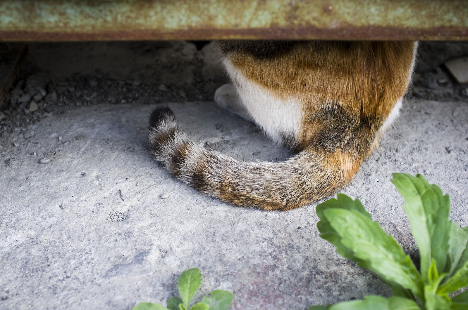 FUJIFILM X100 實拍作品：慢拍的優雅