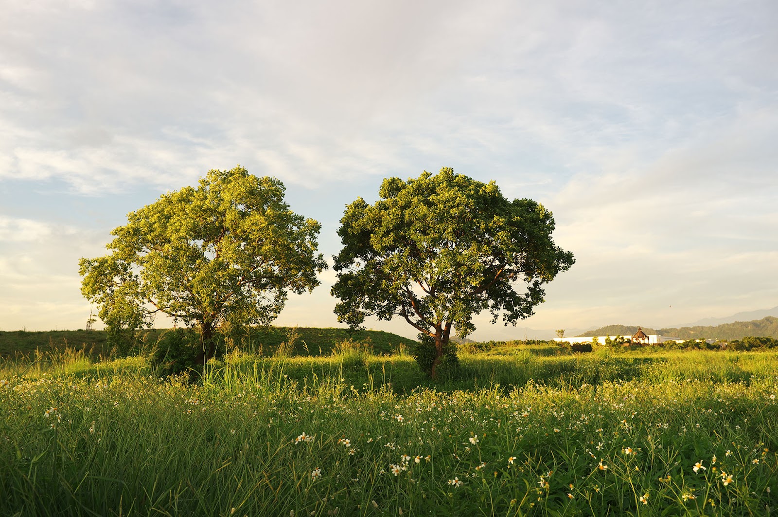 FUJIFILM X100 實拍作品：捕捉平凡的細節
