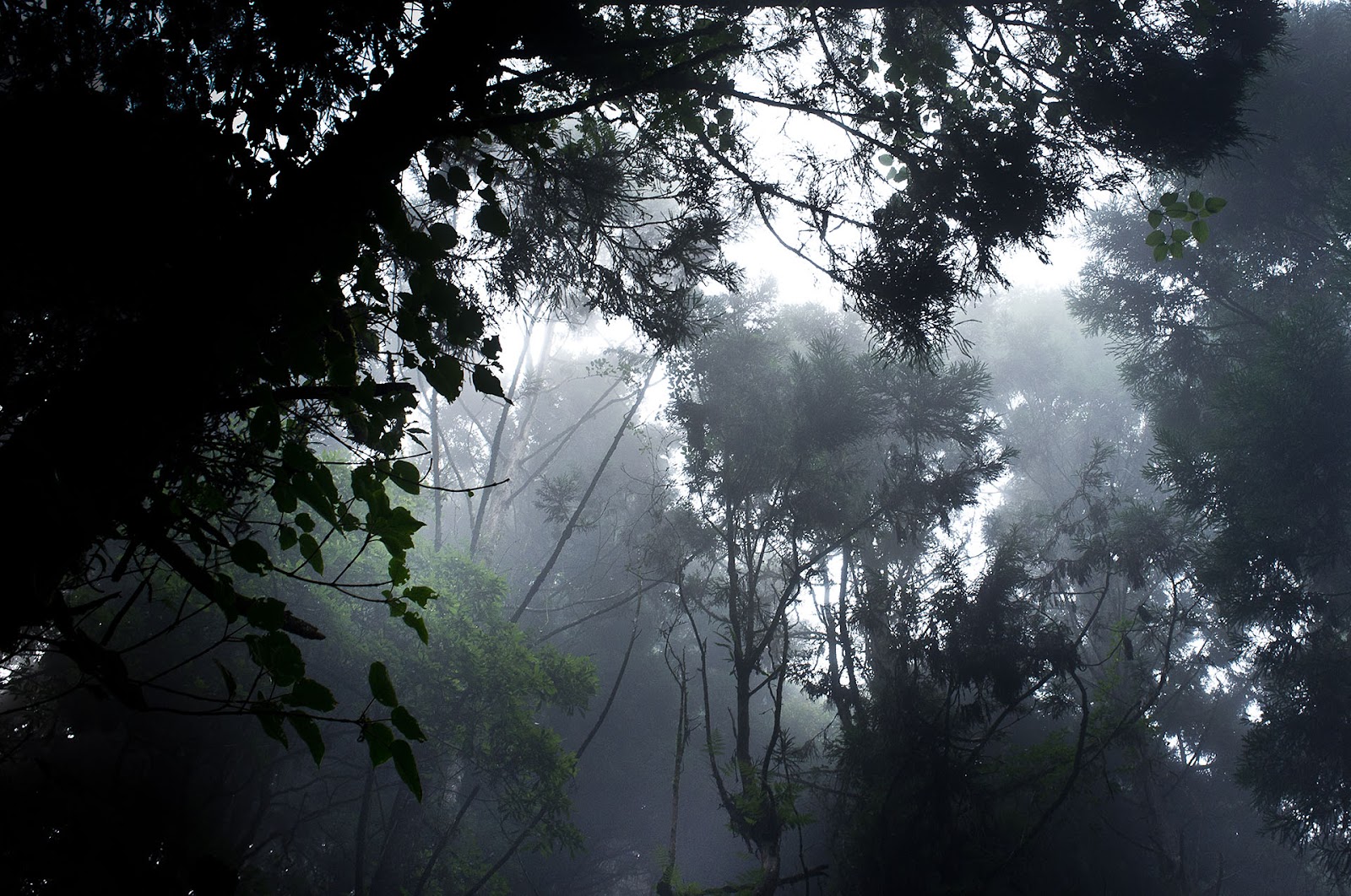 FUJIFILM X100 實拍作品：動物與微距