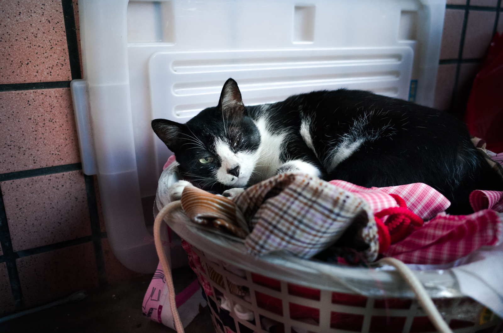 超廣角近距離特寫主體 2