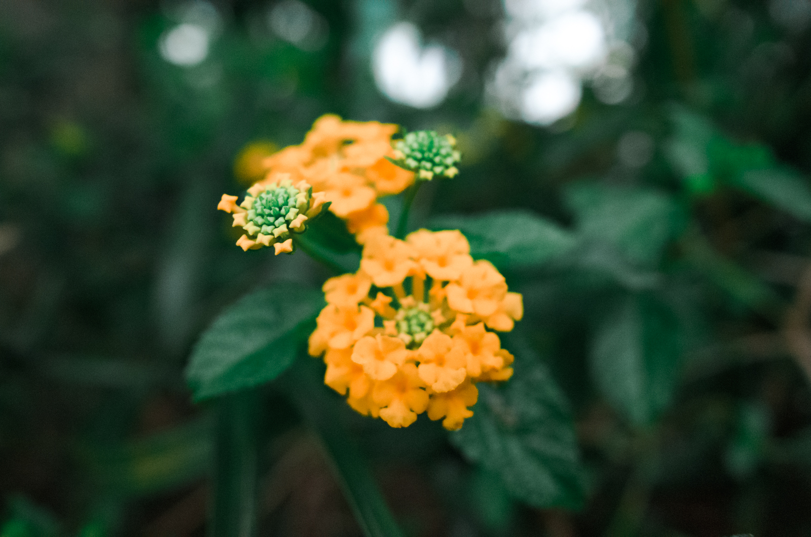 Ricoh GR II, 21mm 實拍作品 2