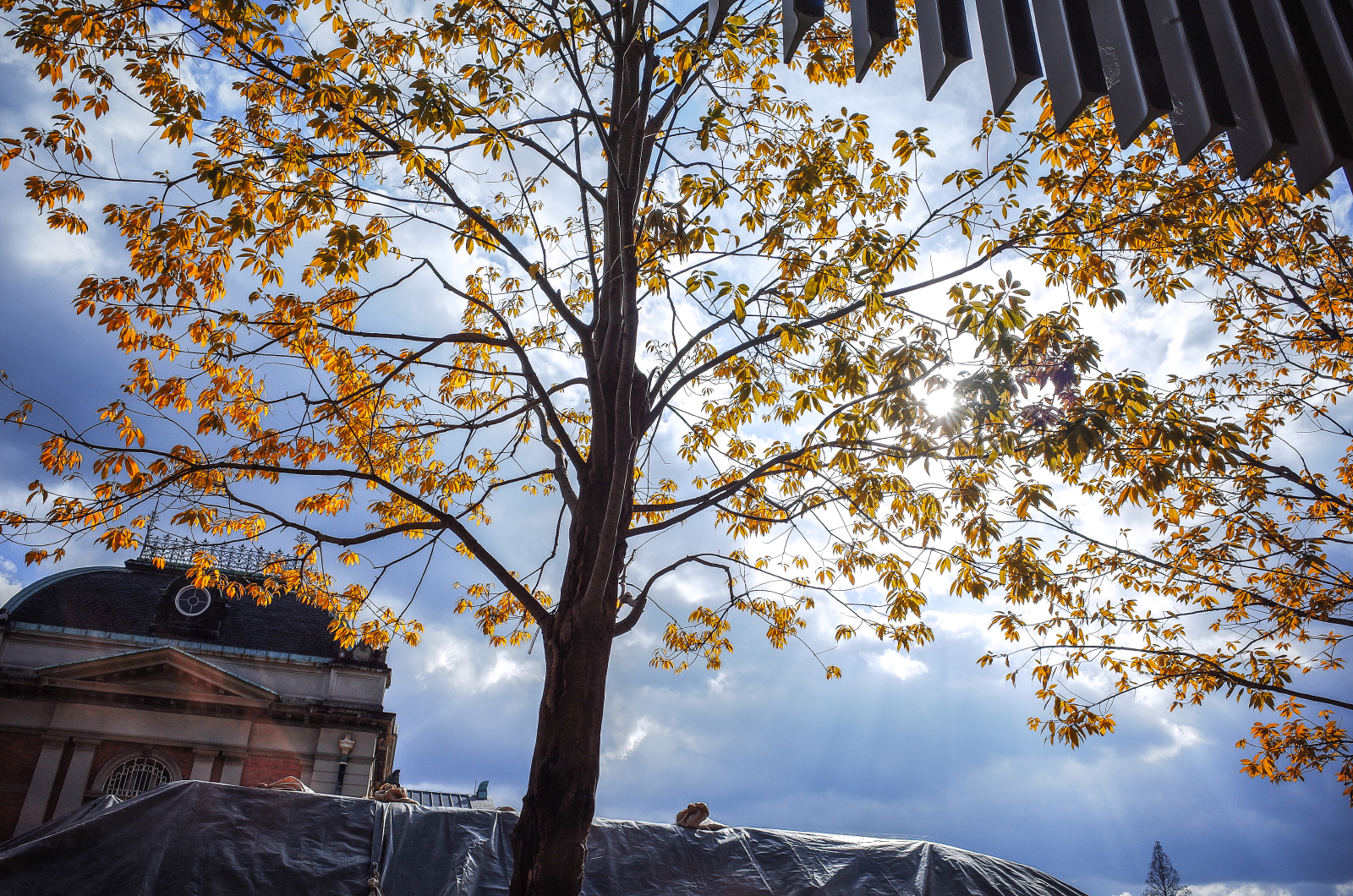 京都低角度仰拍