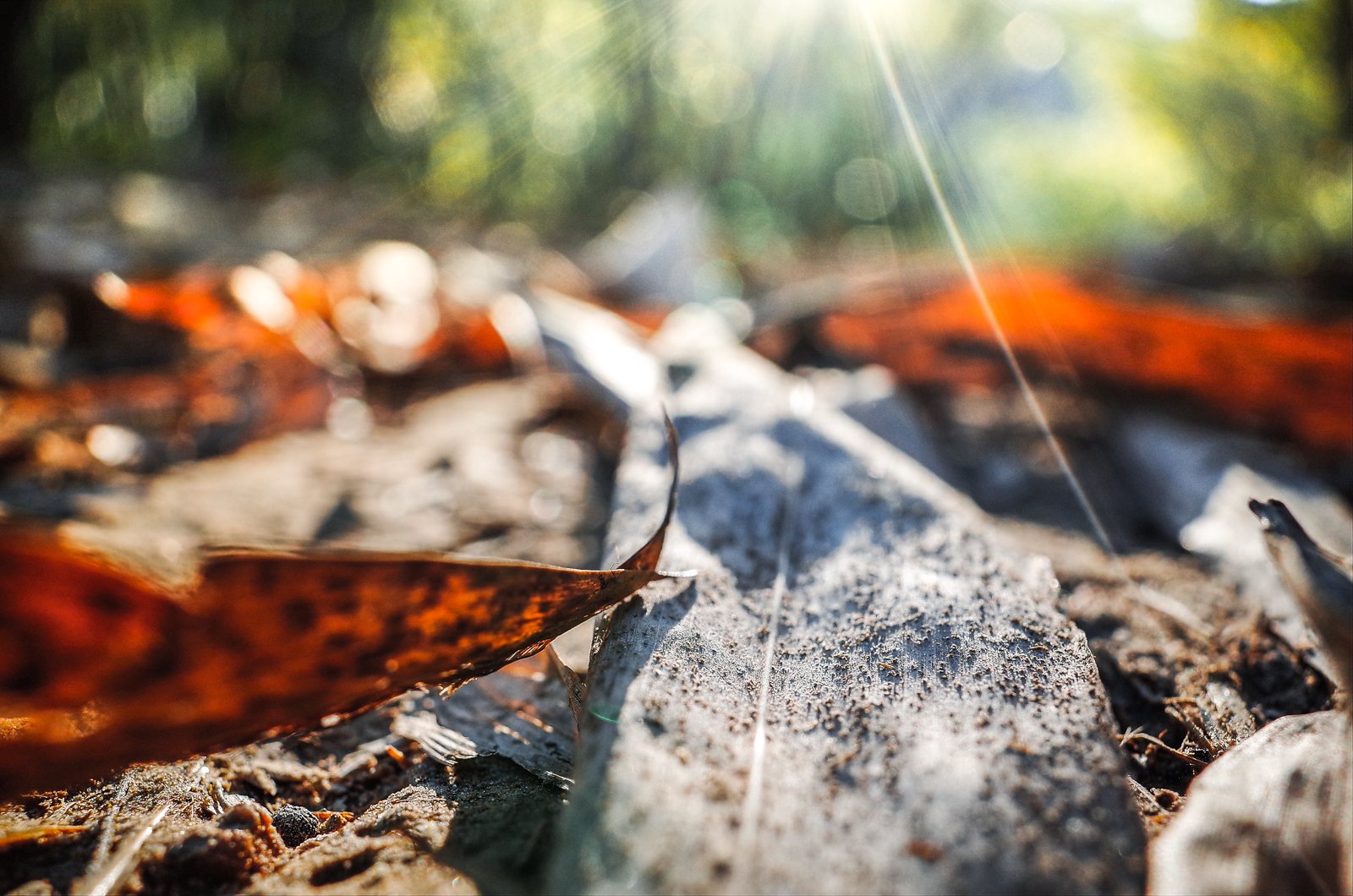 GR II 加上 GM-1 拍攝微距細節與散景 1