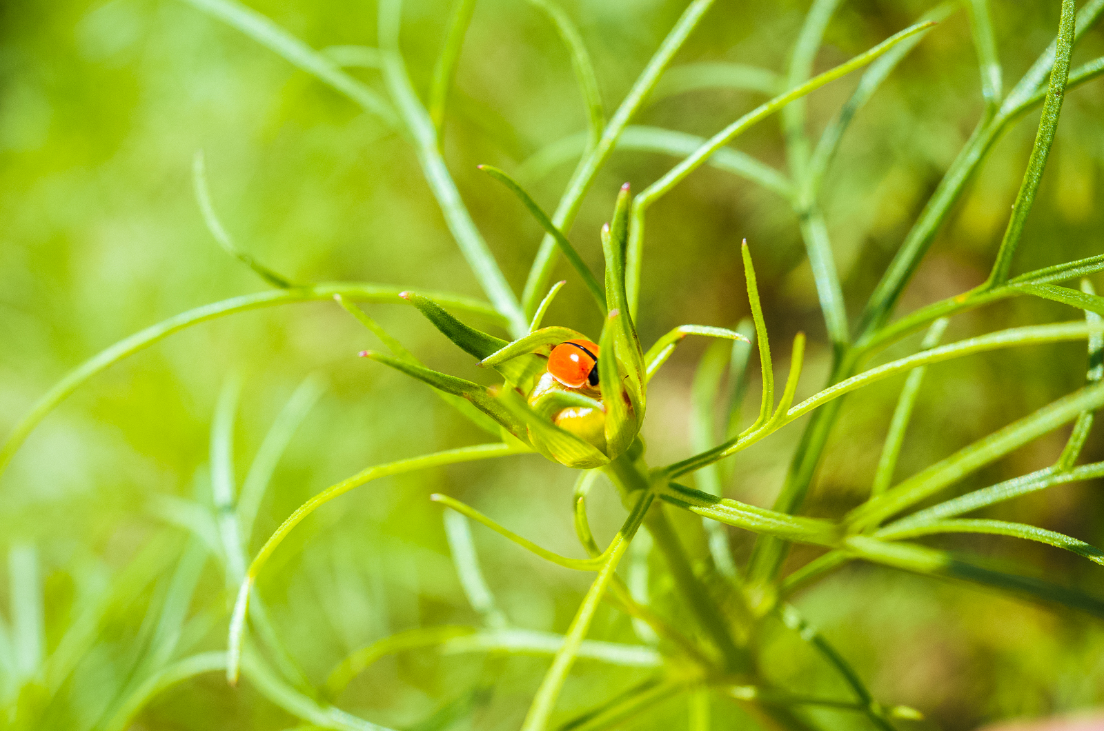 GR II 加上 GM-1 拍攝微距細節與散景 2