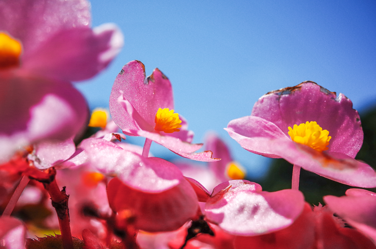 GR II 加上 GM-1 拍攝微距細節與散景 3