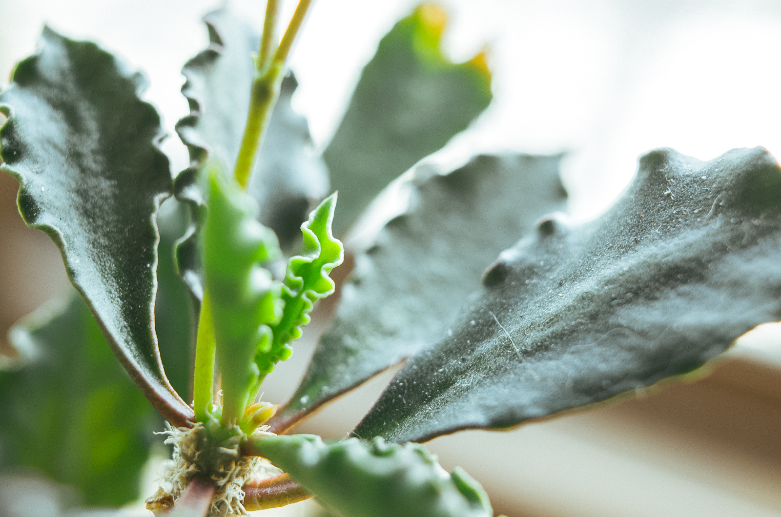 RICOH GR II 微距實拍裁切對比