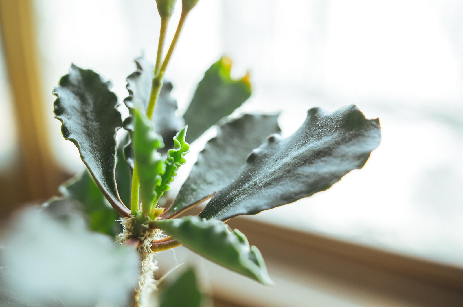 RICOH GR II 微距實拍對比