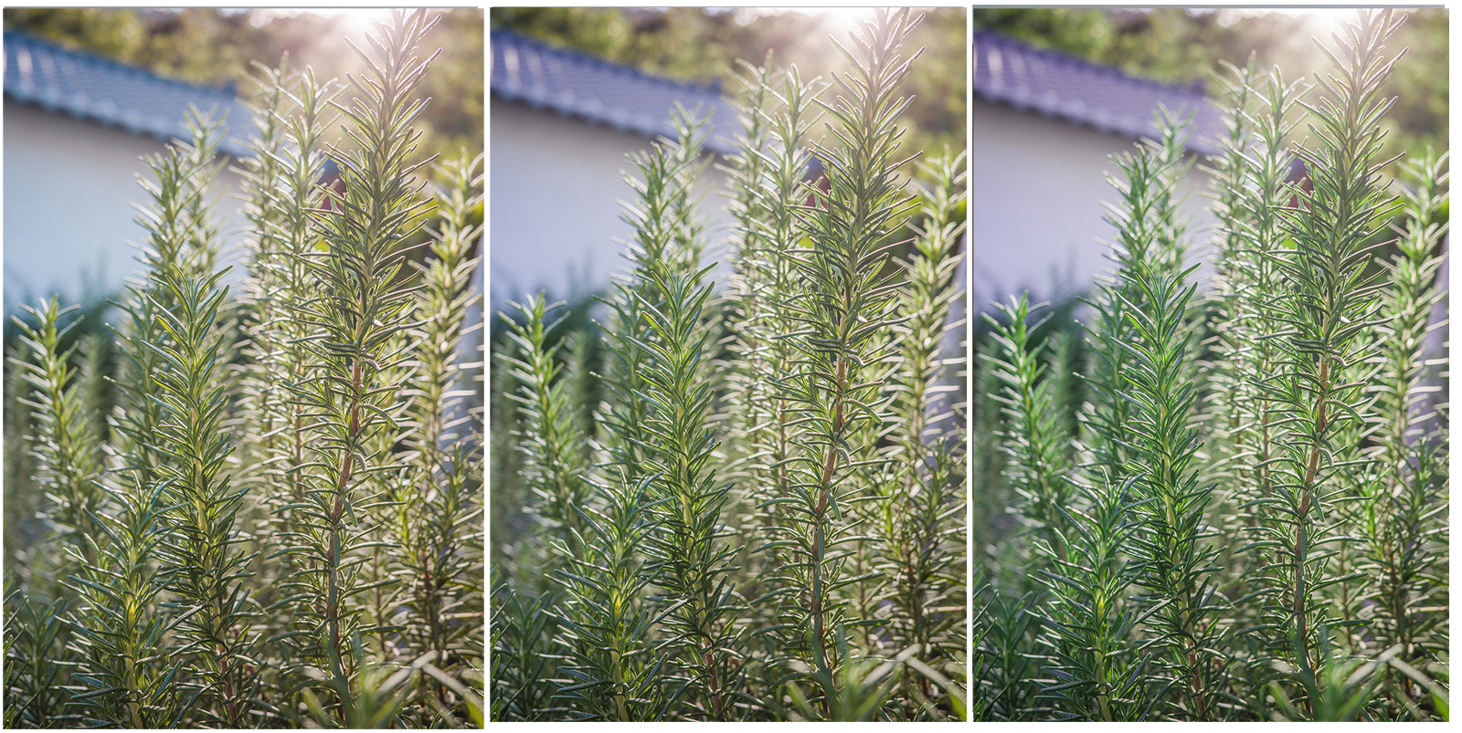 GR 綠色色相調整比較：青磁色與草綠色對比