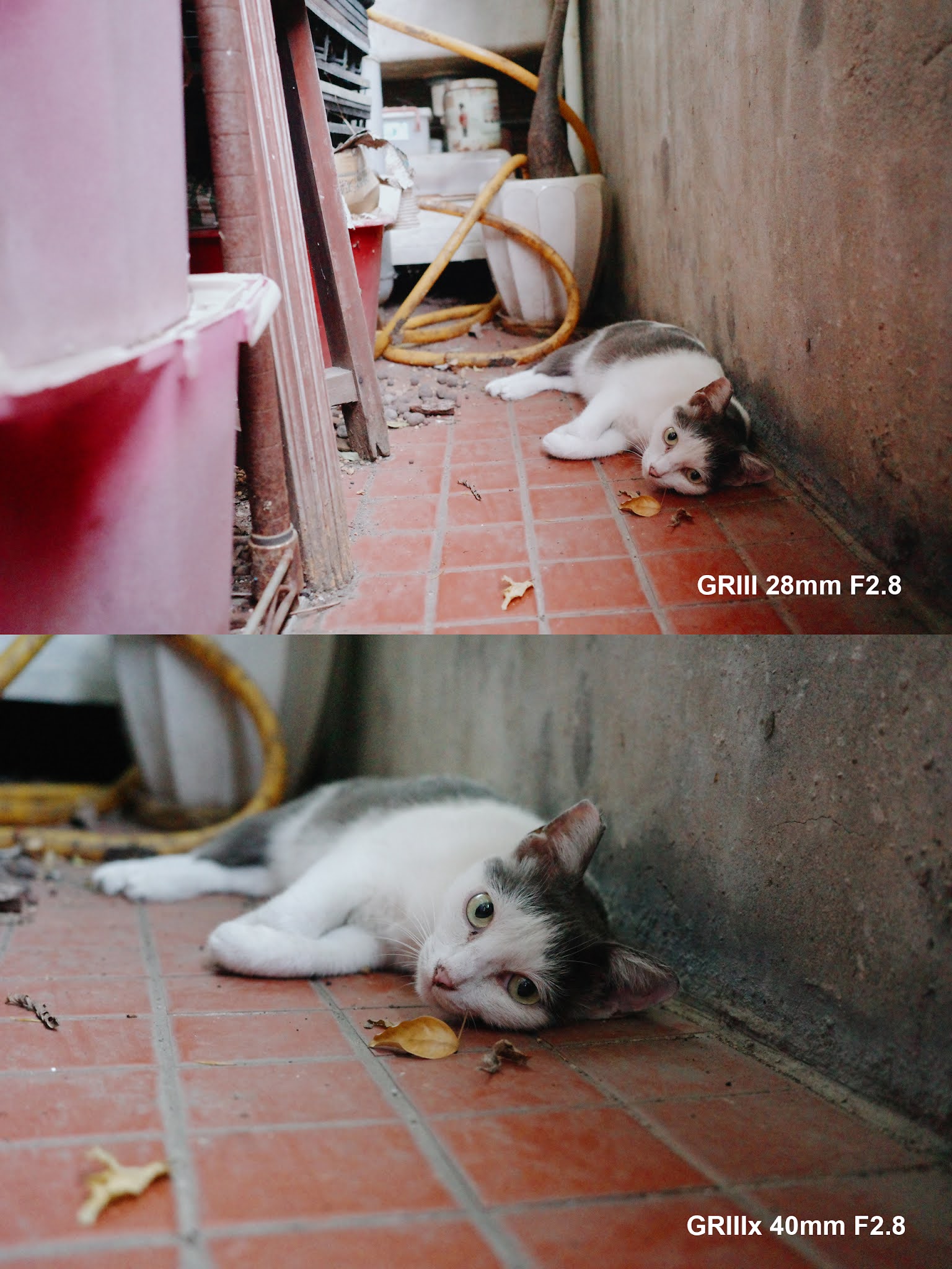 GR IIIx 40mm 室內拍貓景深示範