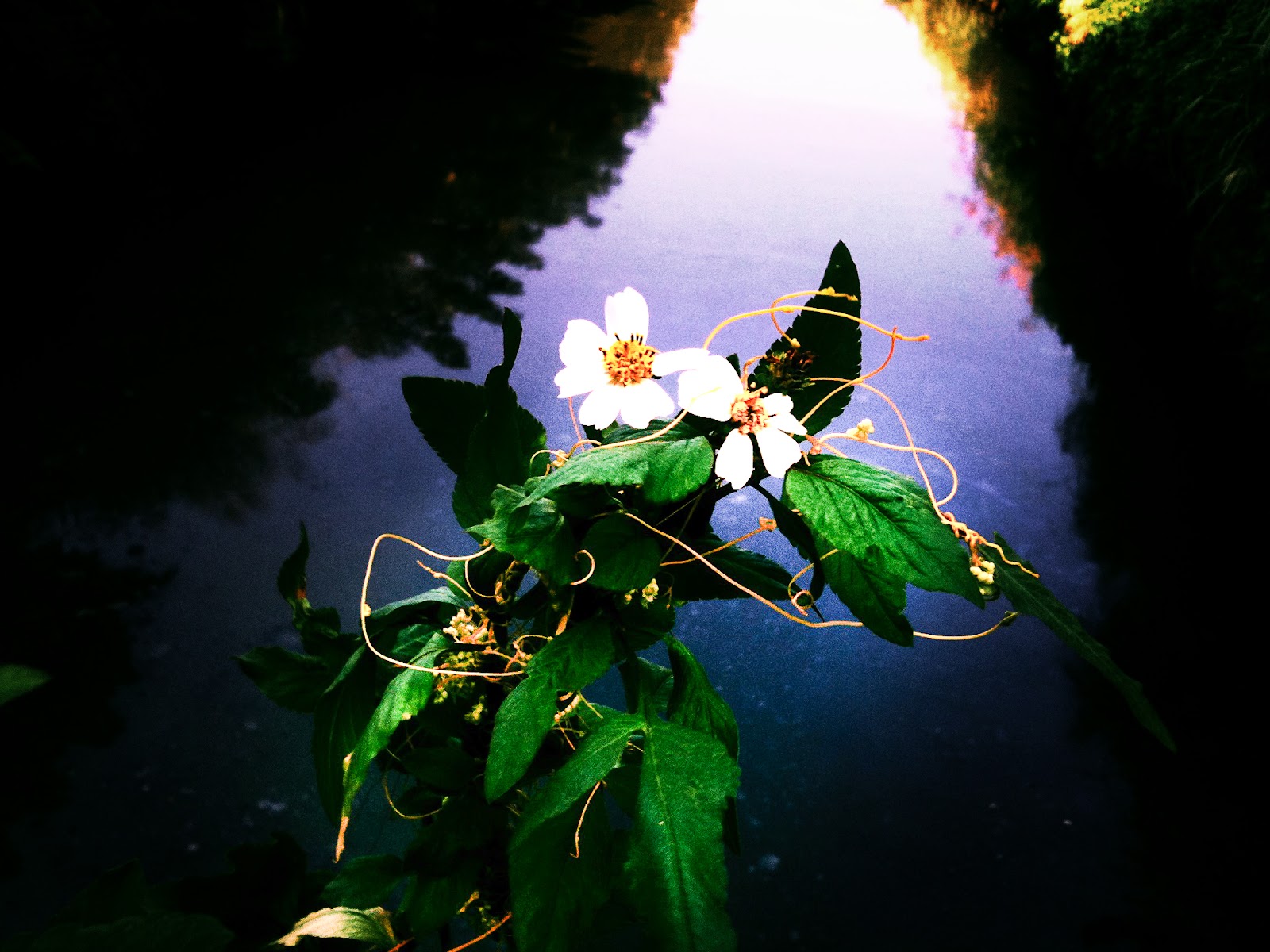 iPhone 攝影作品：日常氛圍