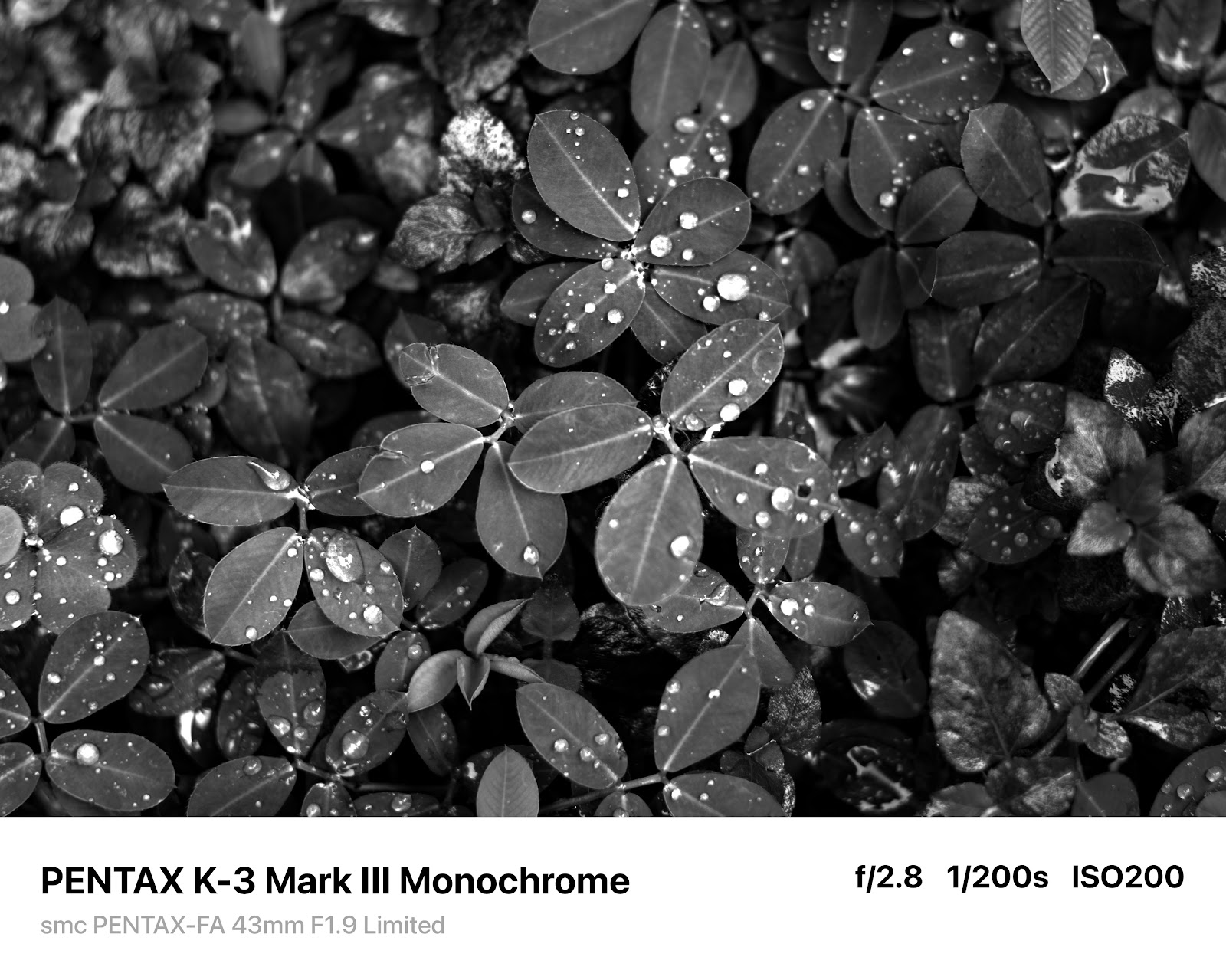 PENTAX K-3 Mark III Monochrome 實拍照片：高對比場景