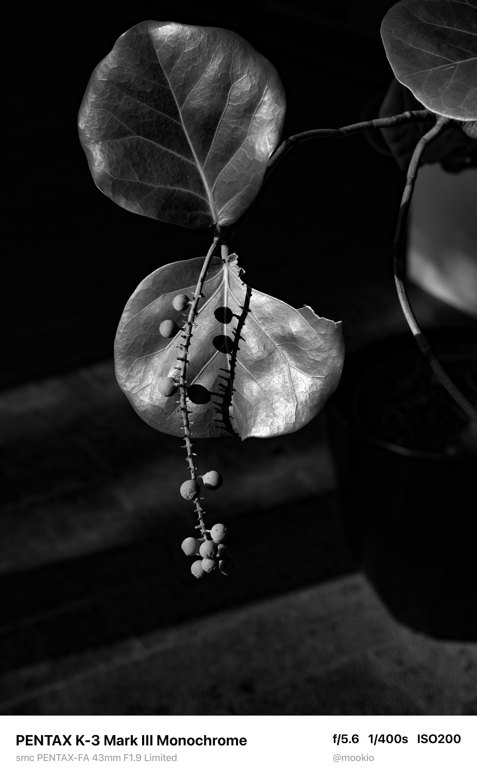 FA 43mm F1.9 Limited 實拍黑白街拍氛圍 4