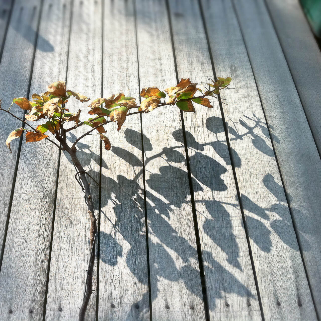 iPhone 攝影作品：街頭漫步