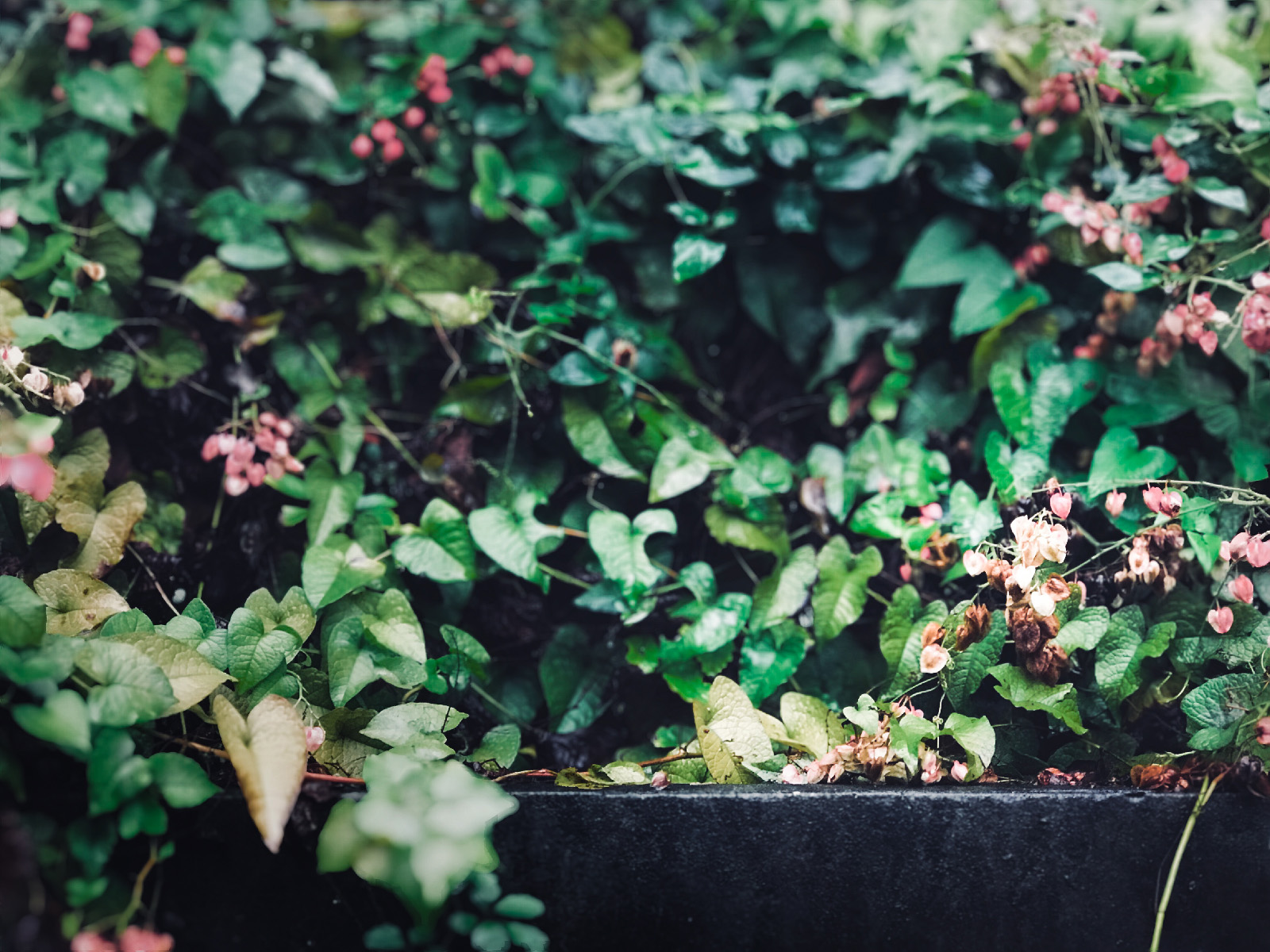 iPhone 攝影作品：鮮明對比