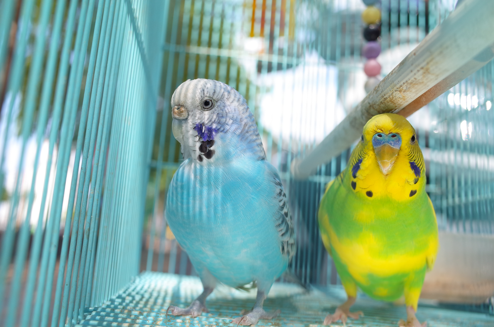 Ricoh GR II 色彩感動與濾鏡解析