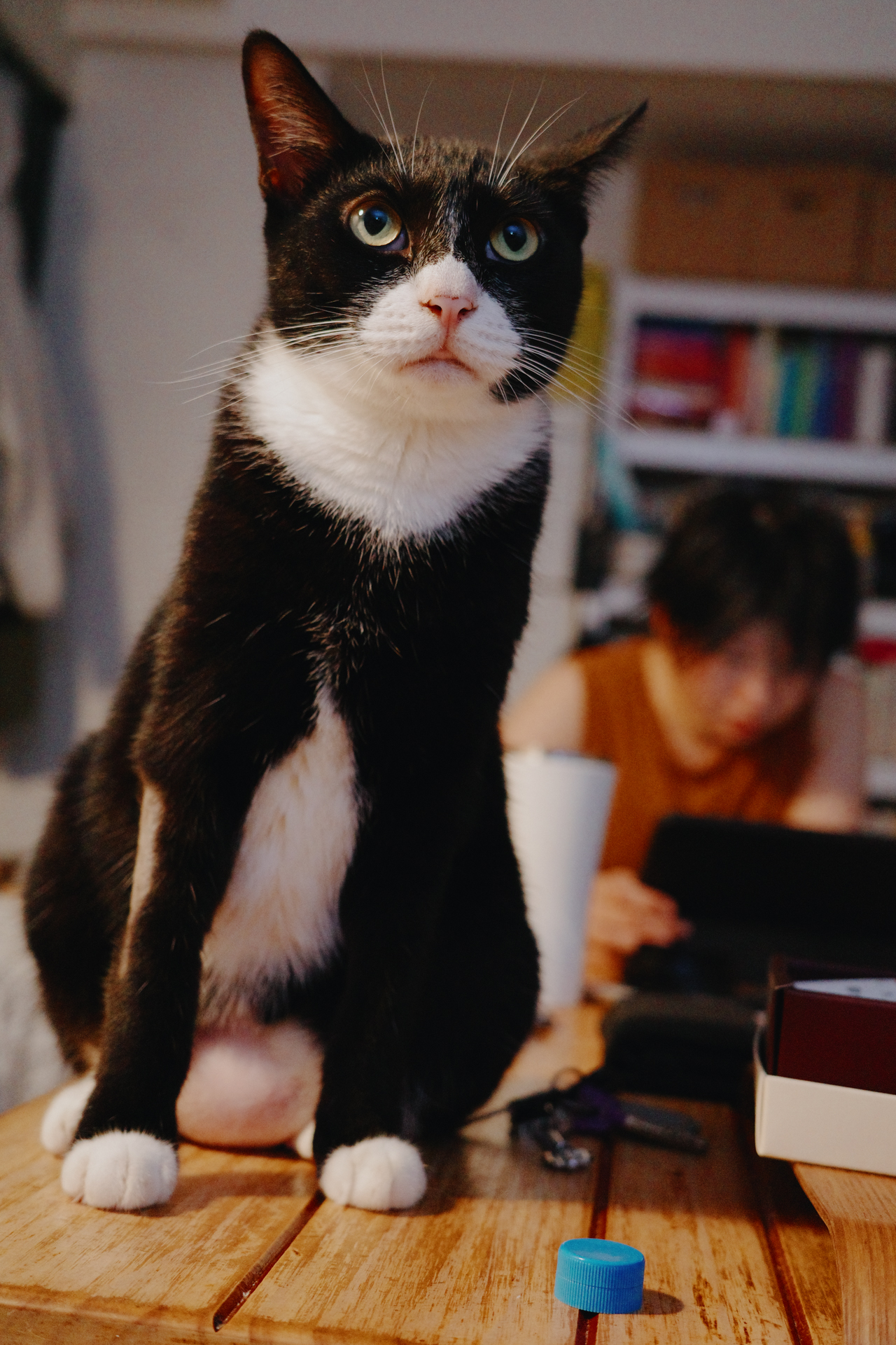 GR IIIx 高 ISO 室內拍貓實測 4