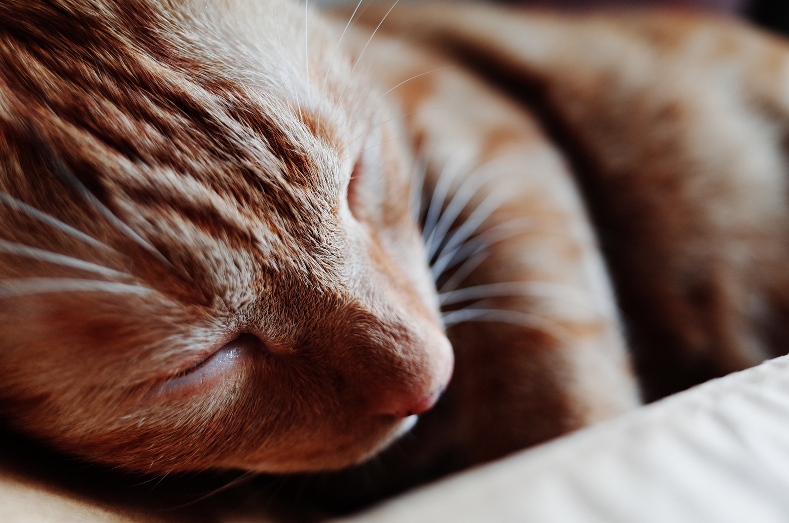 Ricoh GR II 正片效果實拍