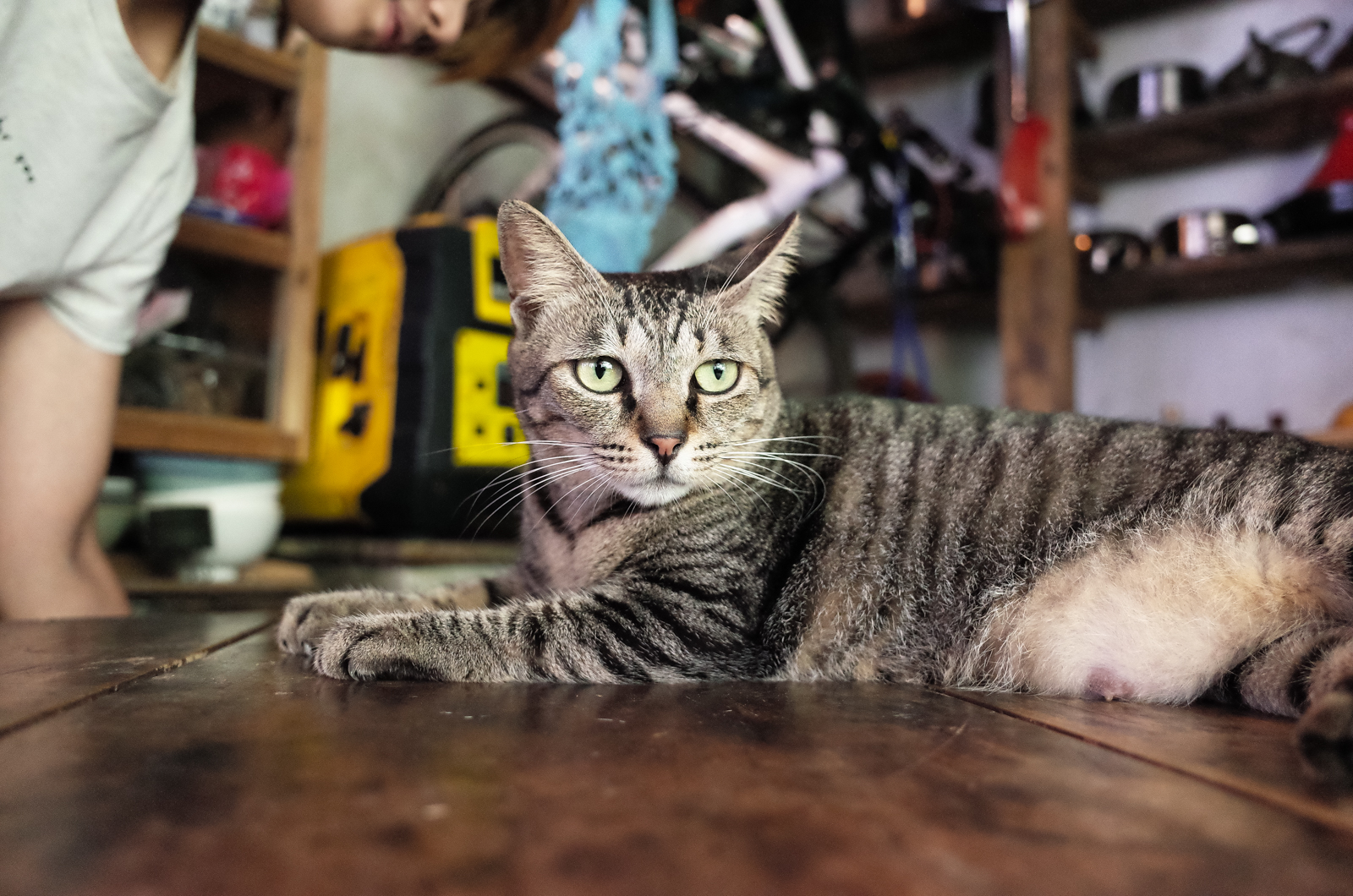 標準圖像拍攝實測：微調對比與鮮明度