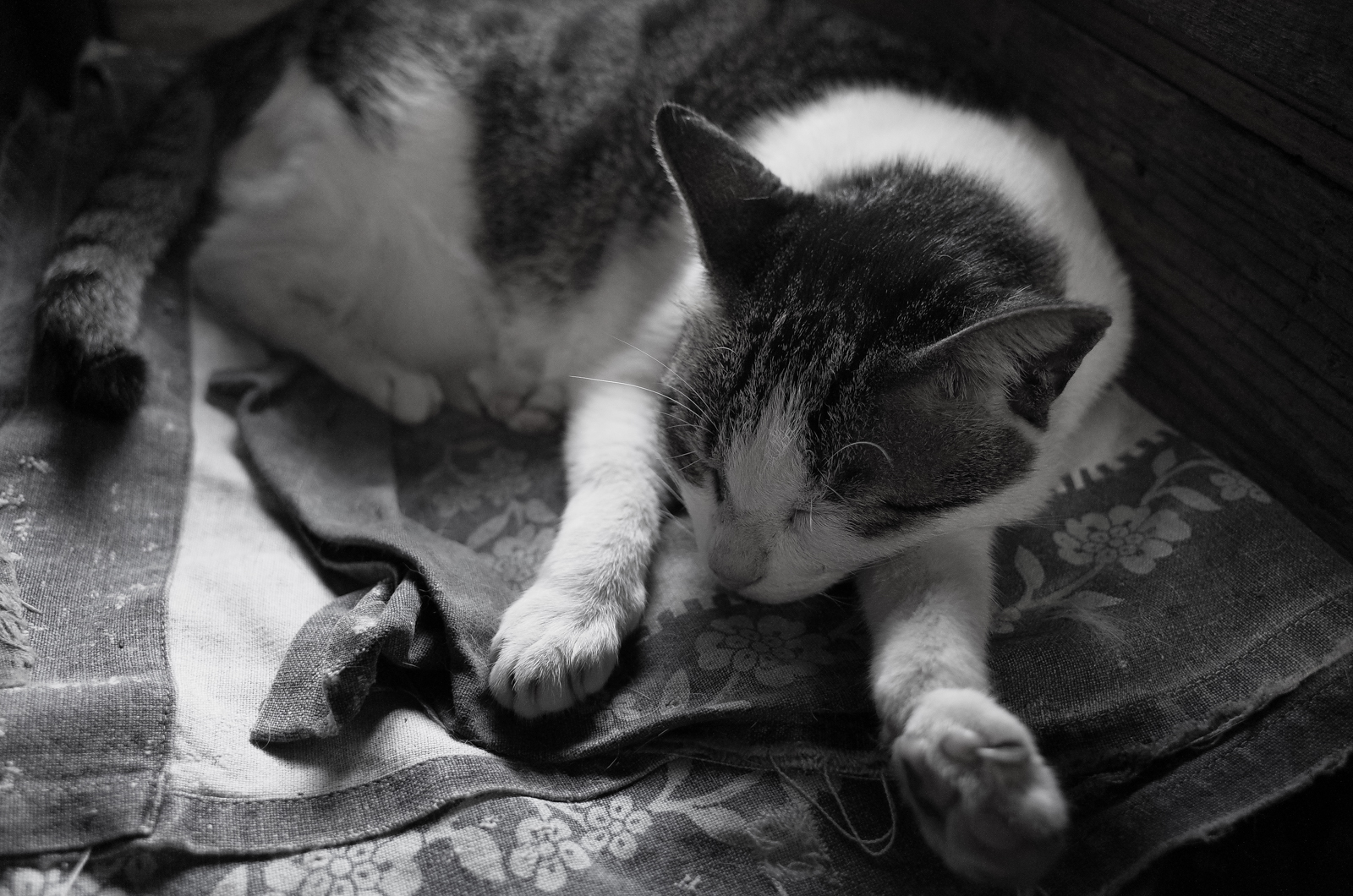 GR II 經典黑白實拍