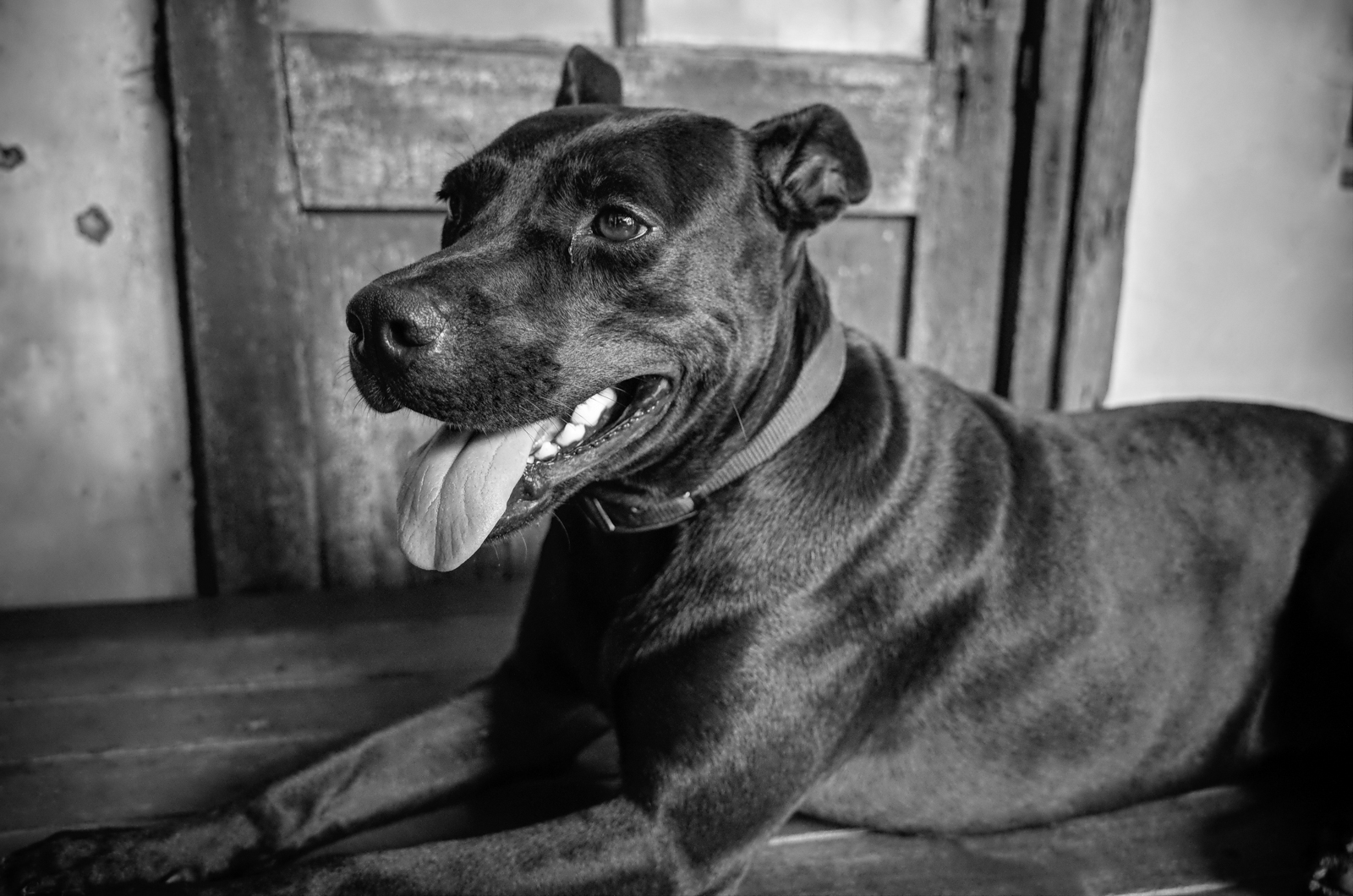 GR II 黑白濾鏡實拍