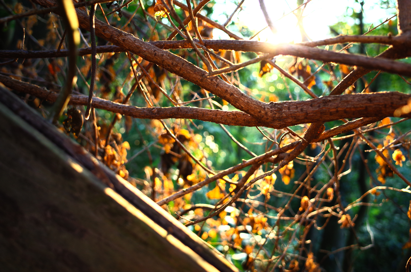 Ricoh GR II 正負逆沖效果實拍