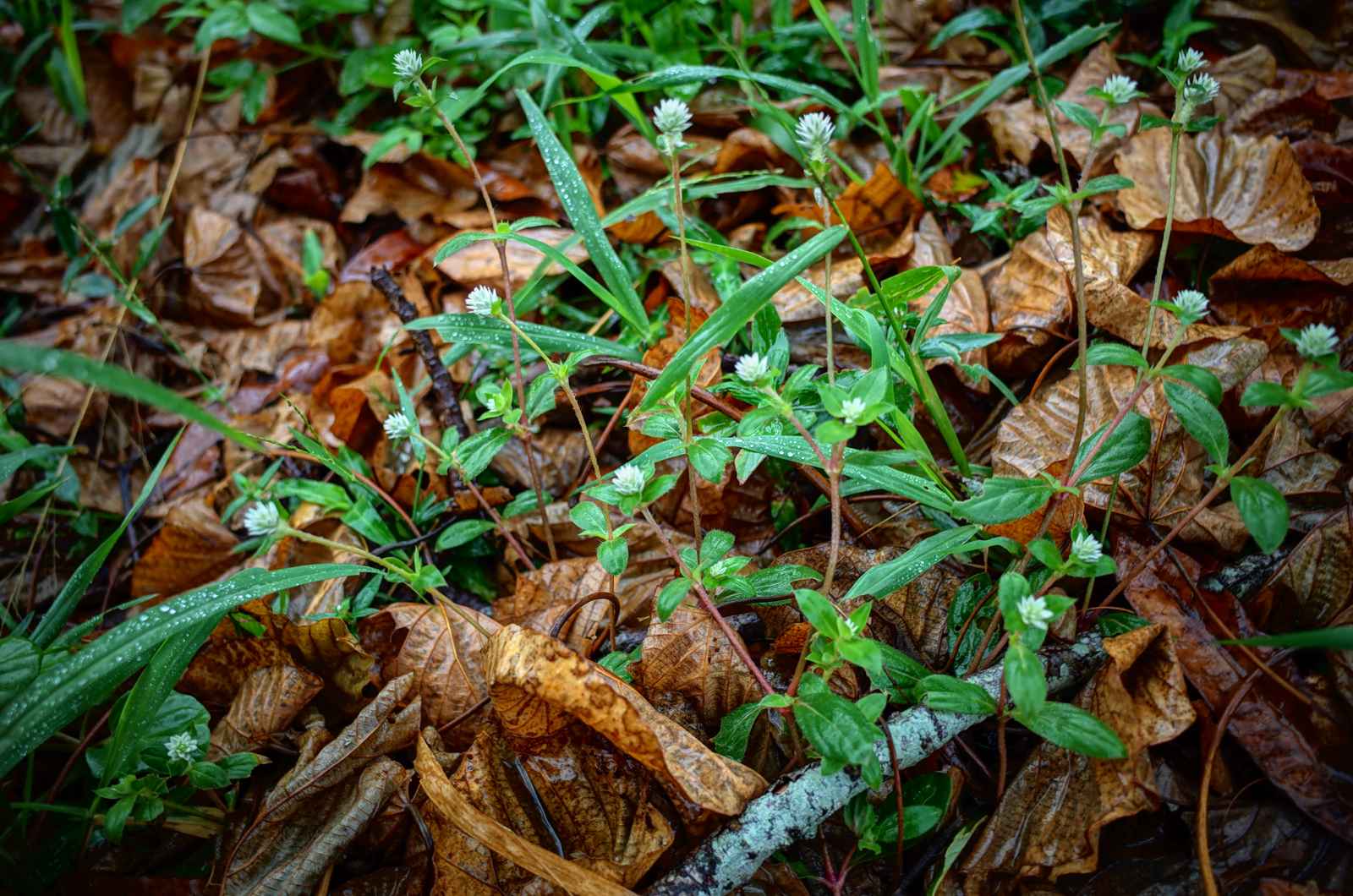 GR II 清晰效果實拍：提升色彩層次