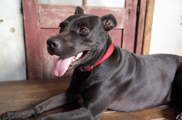 GR II 標準圖像實拍對比