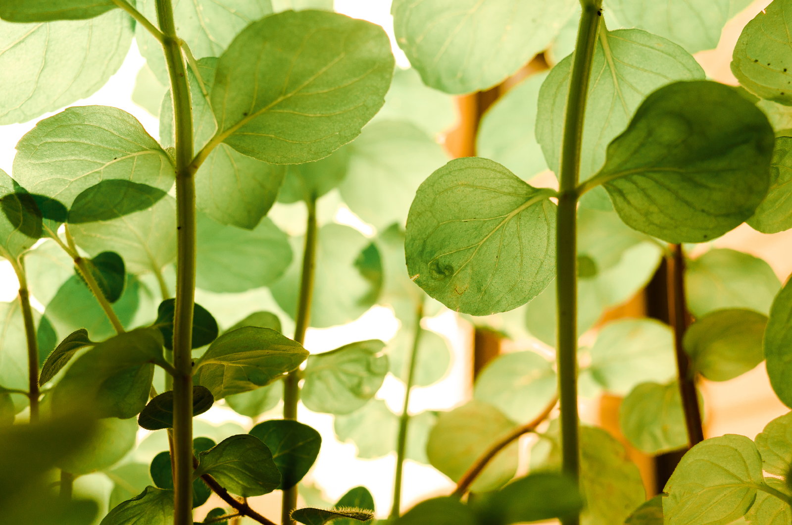 GR II 近距離特寫構圖