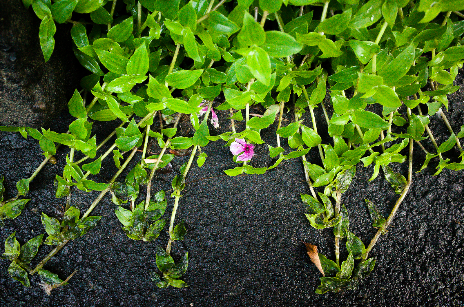 GR II 高 ISO 實拍