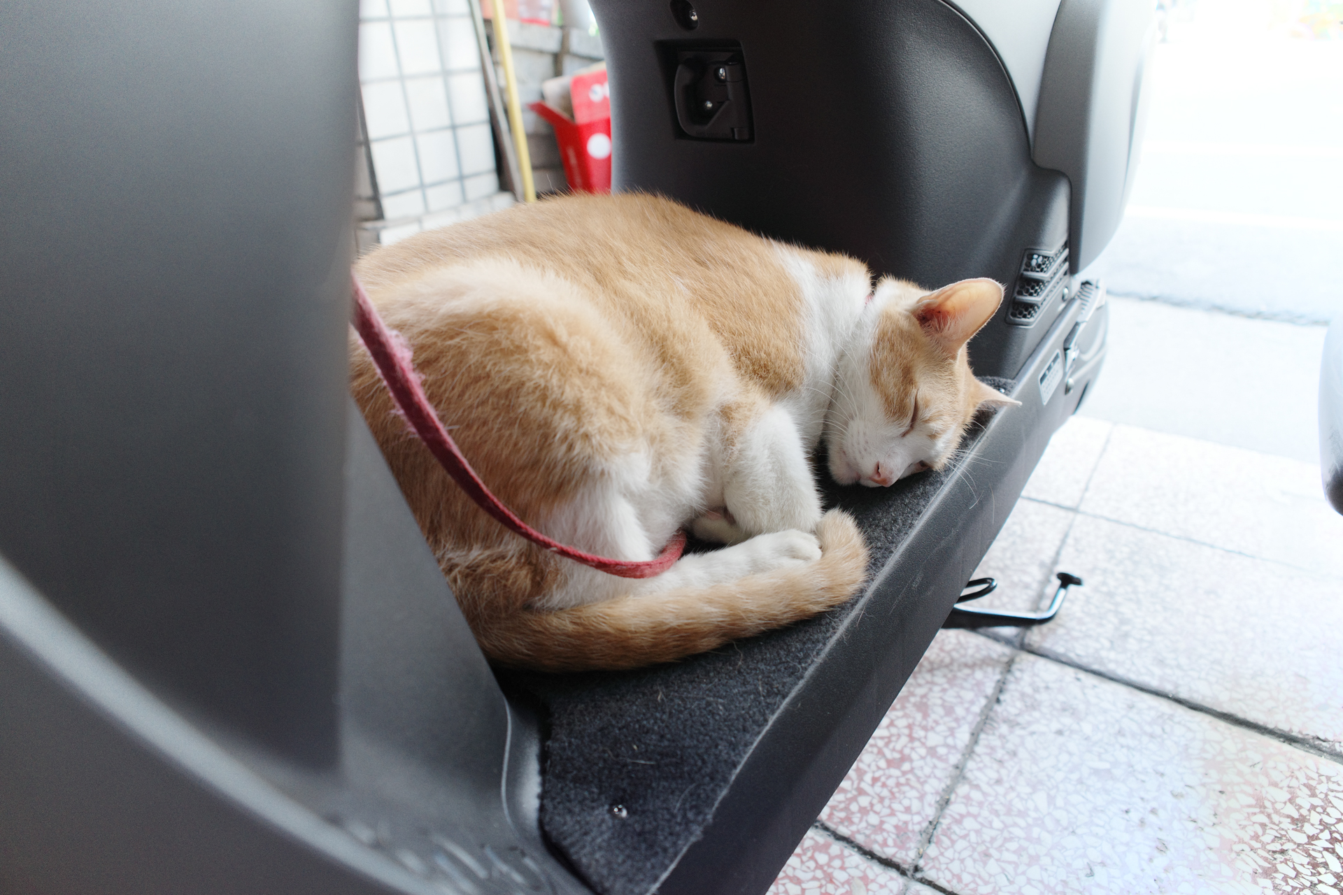 GR III 拍攝室內靜物與微距細節